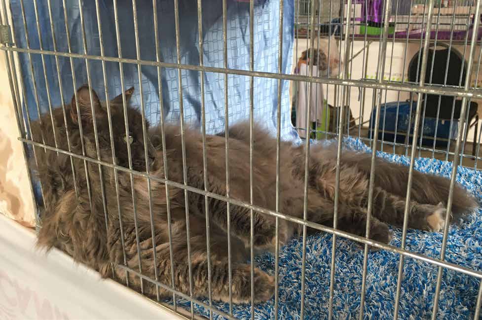 Exposition féline internationale Laufen