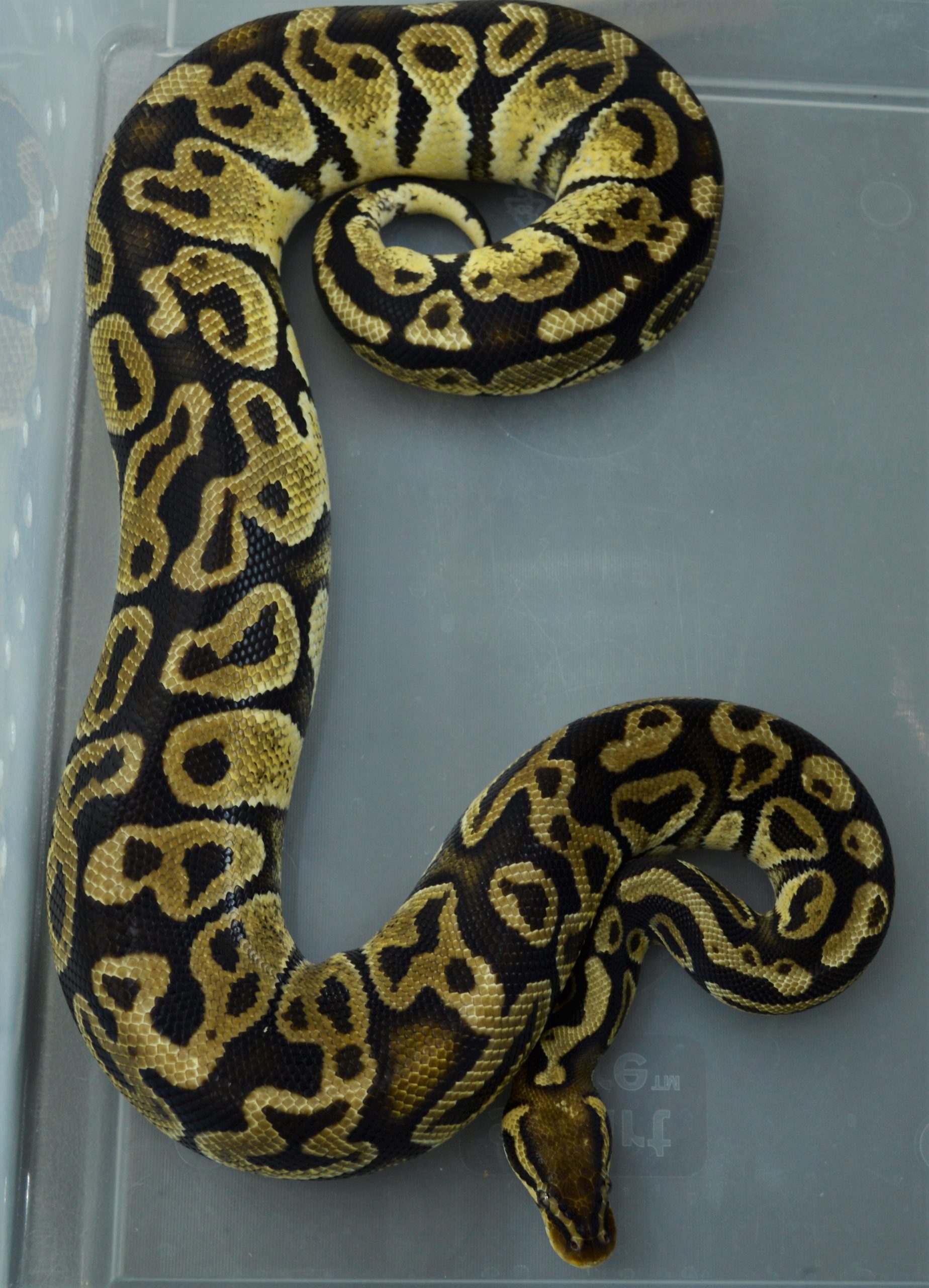 Königspython Gambia