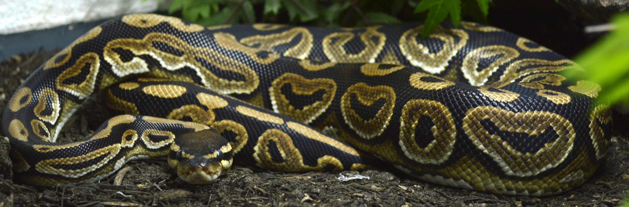 Königspython Kongo