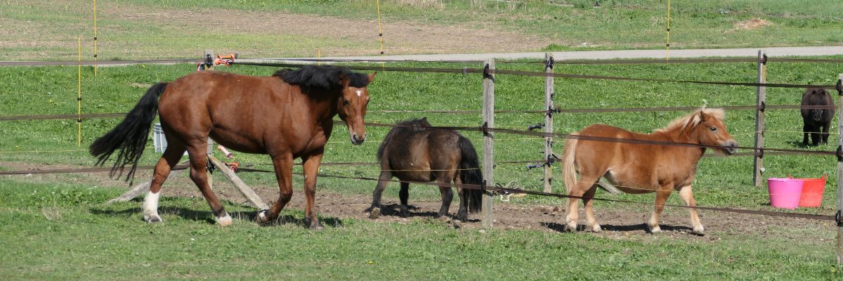 Versuchspferd Java schreibt Rehoming-Geschichte