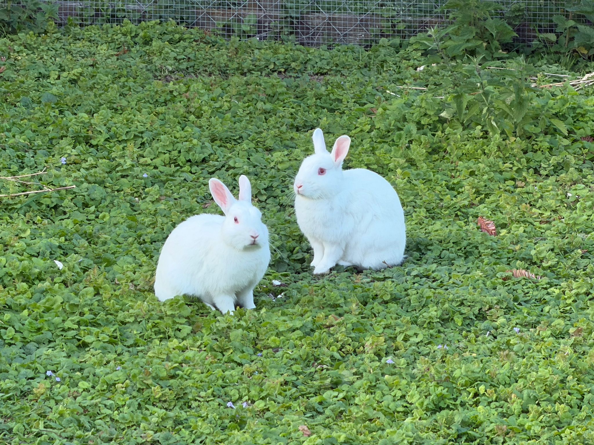 Albi und Alba